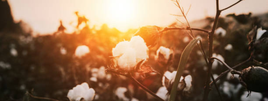 Welcome to Pure Cotton Lifestyle